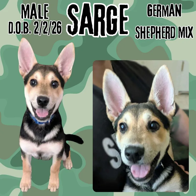 A baby large-sized male Sable German Shepherd Dog dog named Sarge for adoption in Caldwell, TX