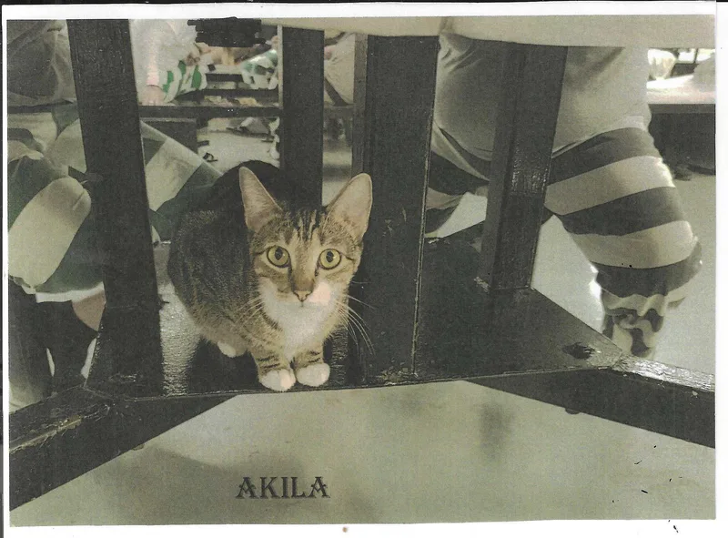 A young medium-sized male Domestic Short Hair cat named Akila for adoption in Jackson, MS