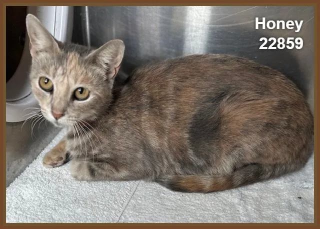 An adult medium-sized female Tortoiseshell Domestic Short Hair cat named Honey for adoption in Marietta, GA