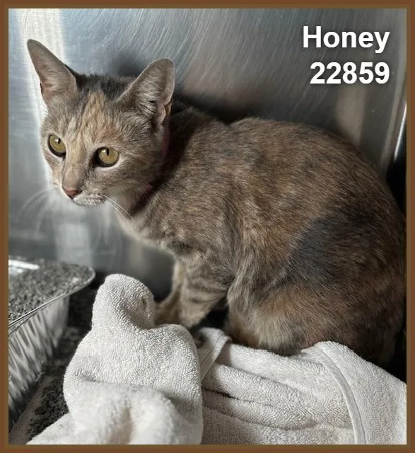 Honey thumbnail 4