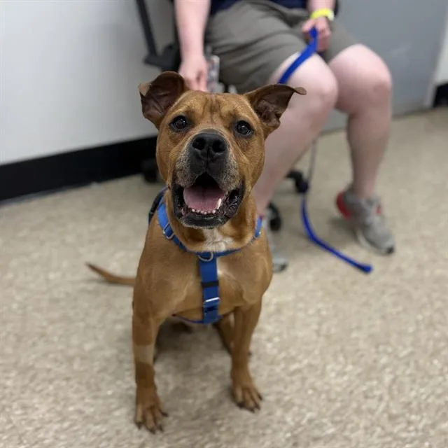 An adult medium-sized male Pit Bull Terrier dog named Scuttle for adoption in Boston, MA