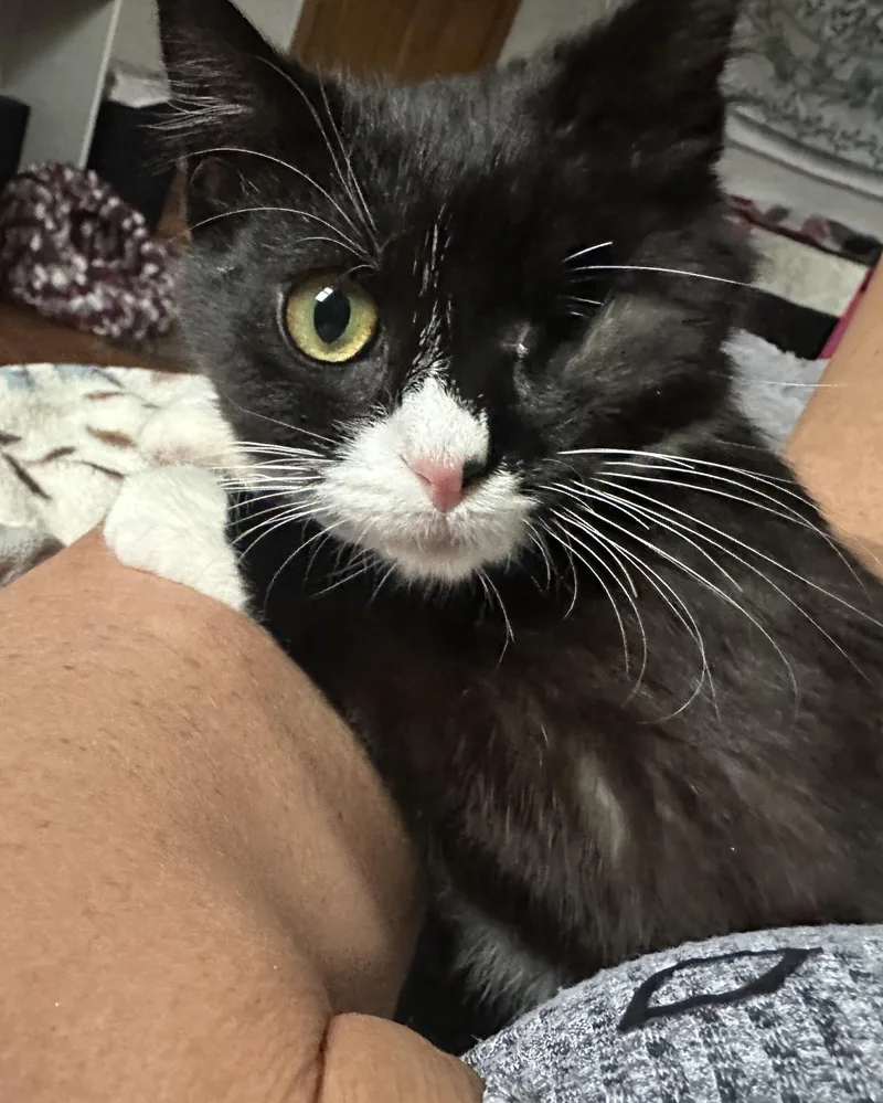 A baby medium-sized male Tuxedo cat named Vance for adoption in Cornwall, NY