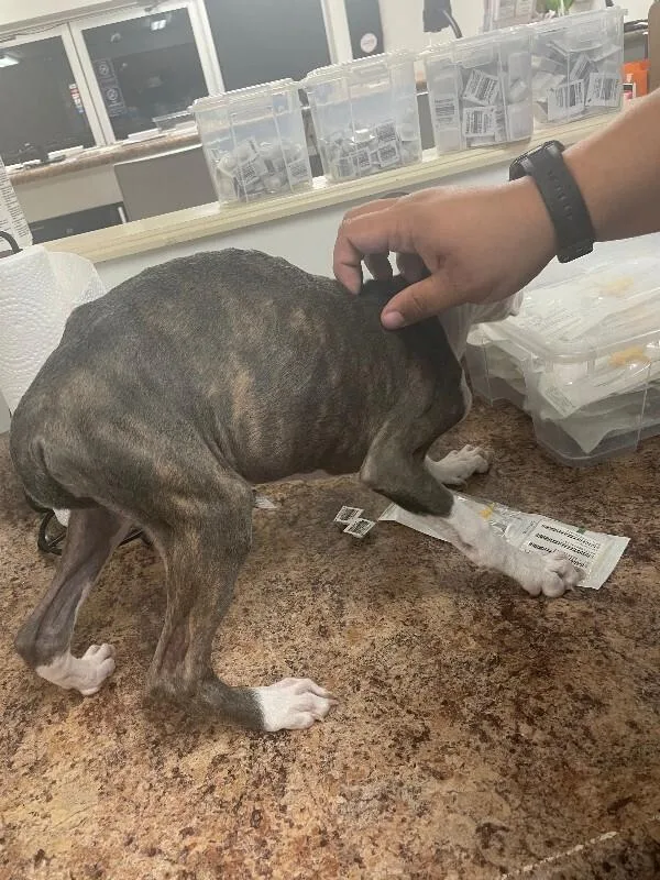A young medium-sized female Brindle Mixed Breed dog named Ukon for adoption in Cincinnati, OH