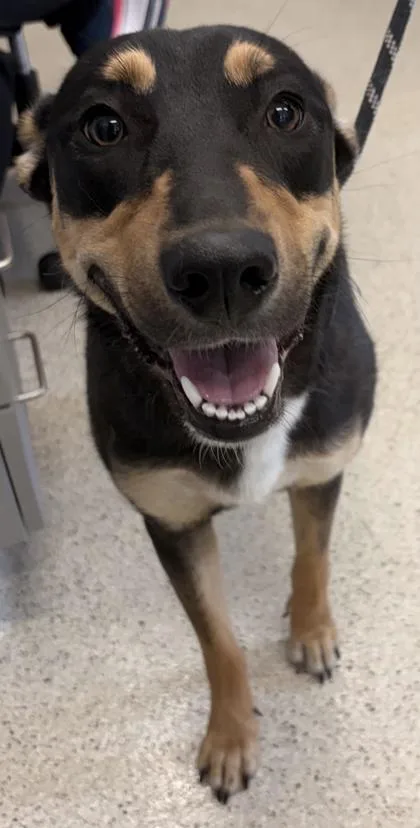 An adult large-sized female Mixed Breed dog named Janet for adoption in Lafayette, IN