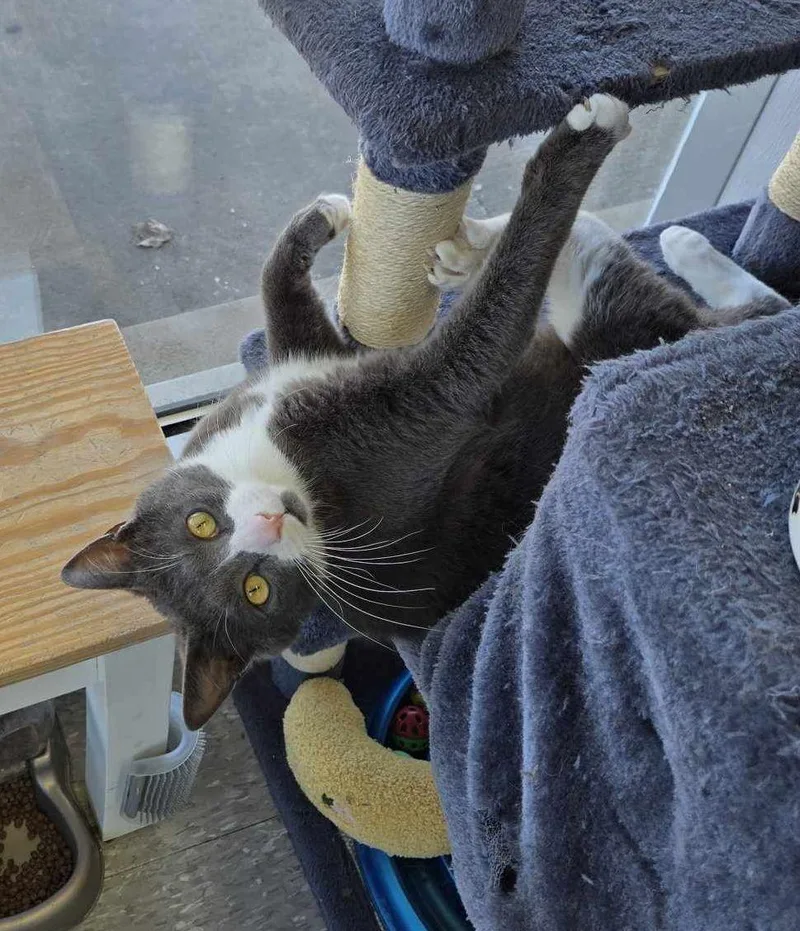 Or Group Chubb thumbnail 2