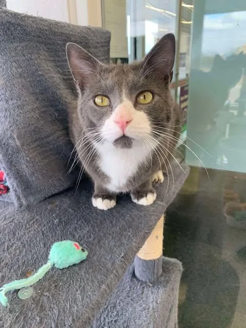 Or Group Chubb thumbnail 3