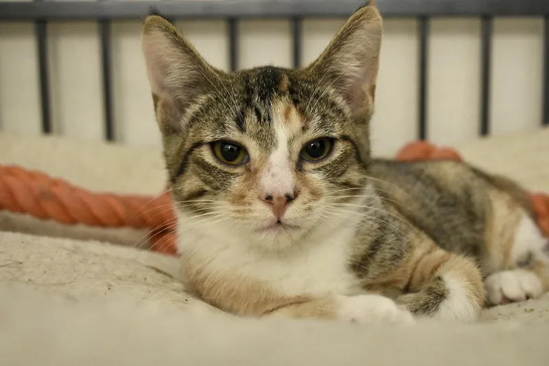 An adult small-sized female Domestic Short Hair cat named Callie for adoption in San Juan Capistrano, CA