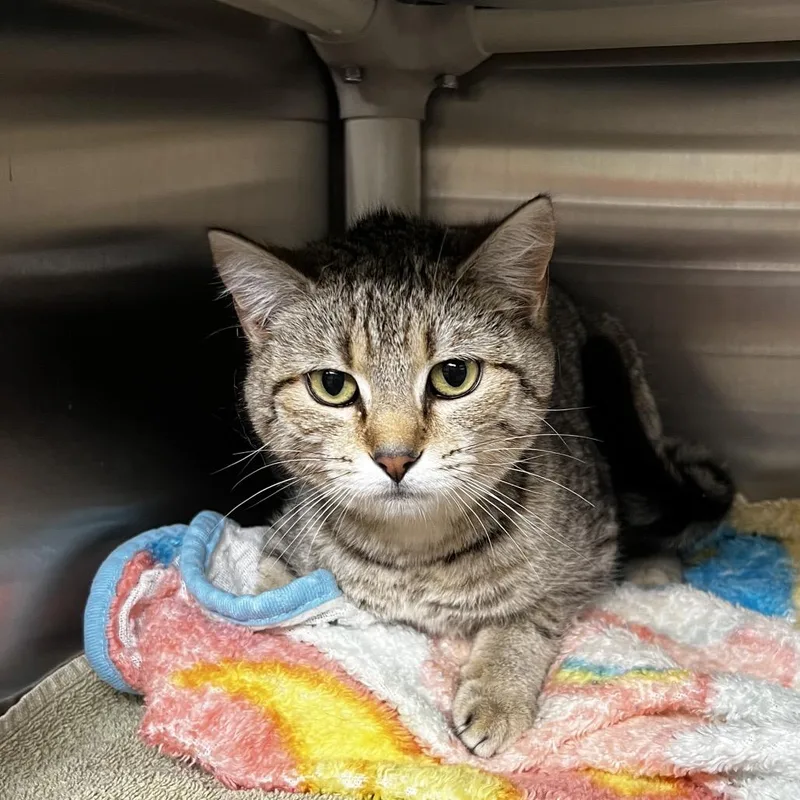 A young medium-sized female Brown / Chocolate Domestic Short Hair cat named Linda for adoption in Harrisville, WV