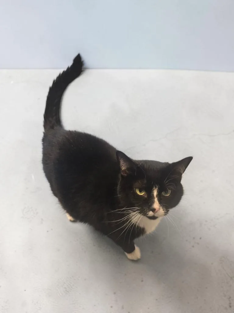 An adult small-sized female Domestic Short Hair cat named Maggie for adoption in Barron, WI
