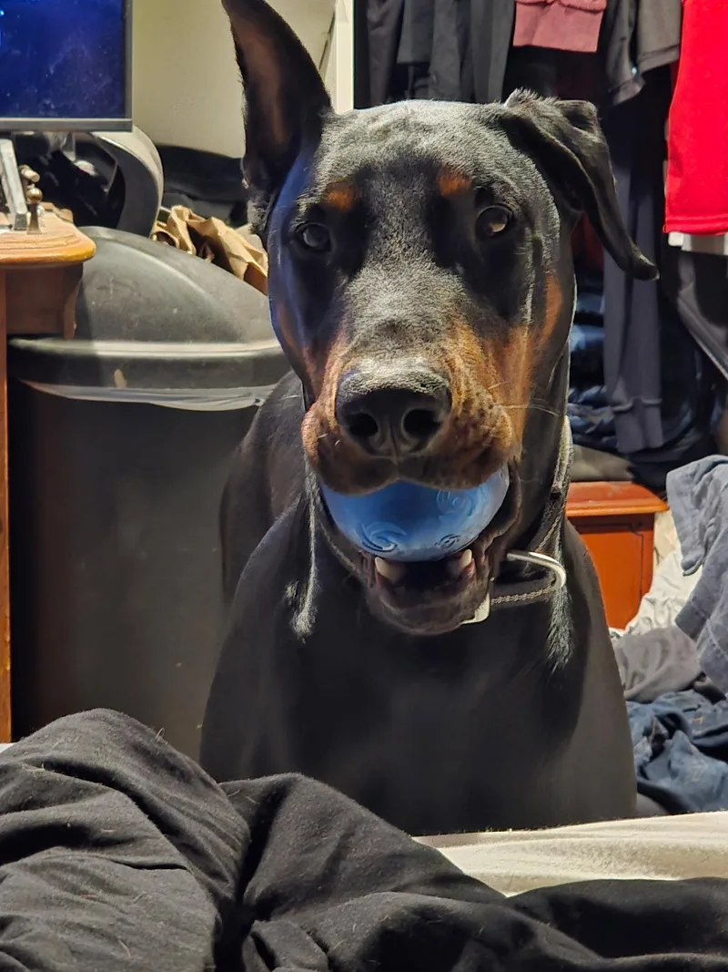 An adult large-sized male Doberman Pinscher dog named Enzo for adoption in Buffalo, MN