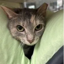 A young medium-sized female Gray / Blue / Silver Domestic Short Hair cat named Sephora for adoption in New York, NY