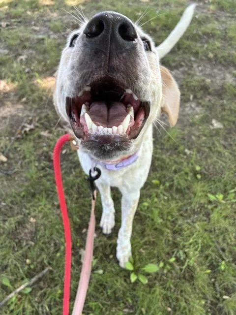 A young medium-sized female Labrador Retriever dog named Mila for adoption in Chicago, IL