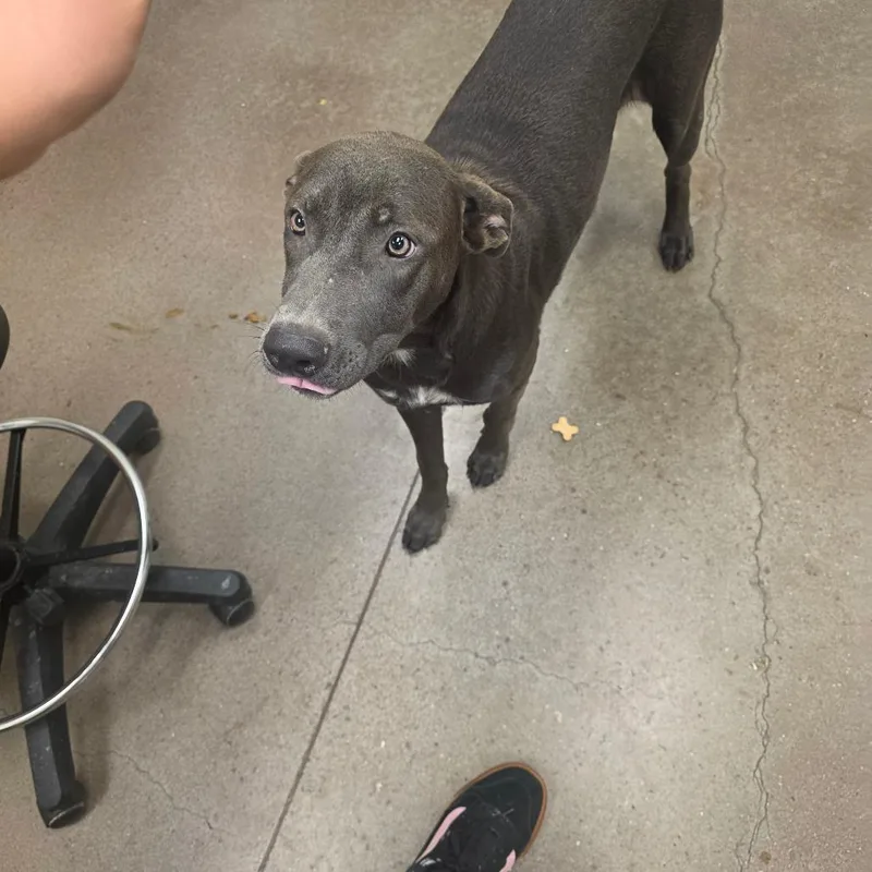 A young medium-sized female Gray / Blue / Silver Mixed Breed dog named Bj for adoption in Chattanooga, TN