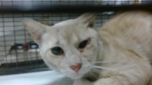 A young small-sized male Domestic Short Hair cat named Luxray for adoption in Miami, FL