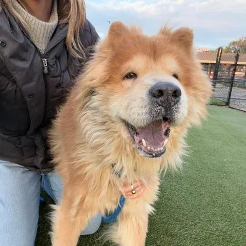 A senior medium-sized male Yellow / Tan / Blond / Fawn Chow Chow dog named Dash for adoption in Philadelphia, PA