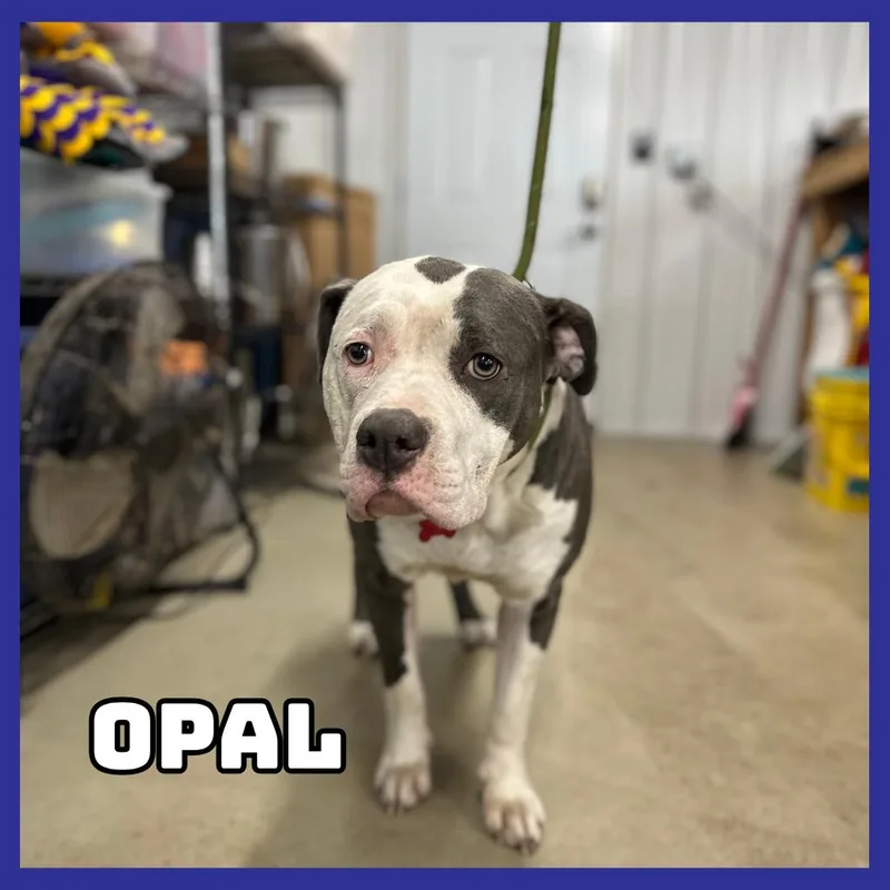 Opal