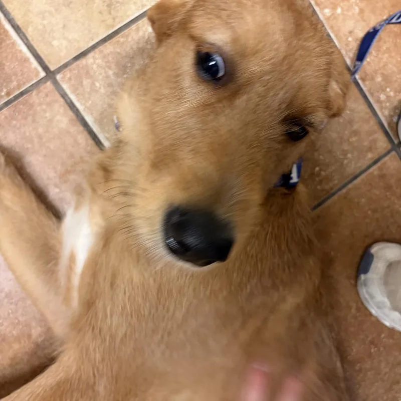 A young medium-sized male Yellow / Tan / Blond / Fawn Terrier dog named FWT Walter for adoption in Midland, TX