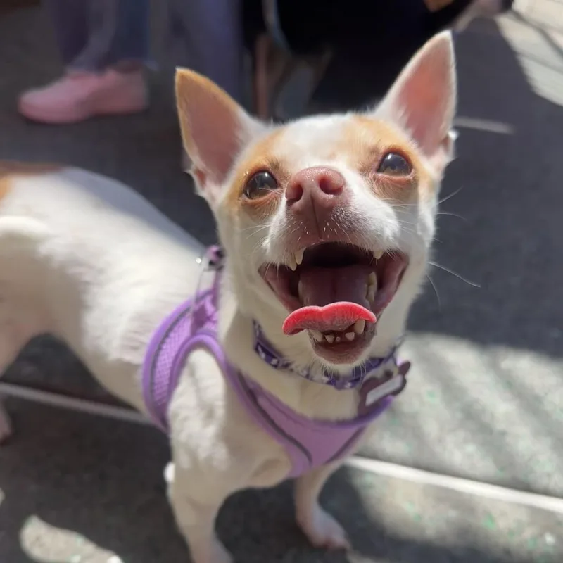 A senior small-sized female White / Cream Chihuahua dog named Nathalie Vera for adoption in San Francisco, CA