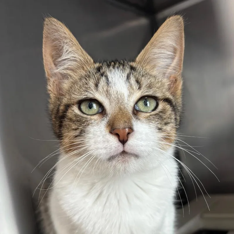 A baby small-sized male Brown / Chocolate Domestic Short Hair cat named Sean for adoption in Dearborn, MI