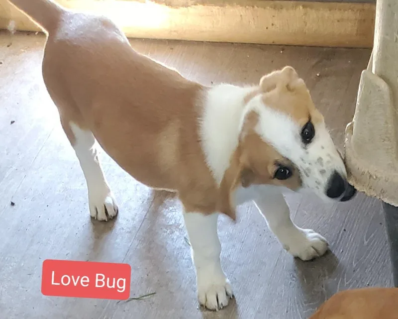 Love Bug thumbnail 2