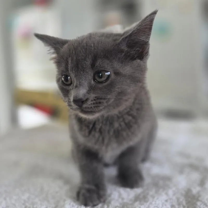 Chairman Meow