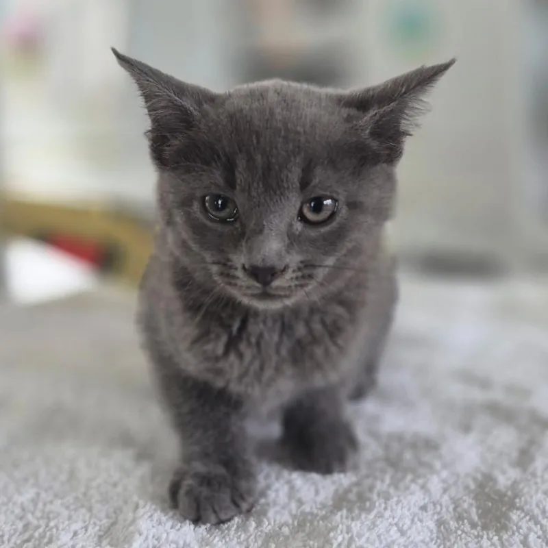 Chairman Meow thumbnail 2