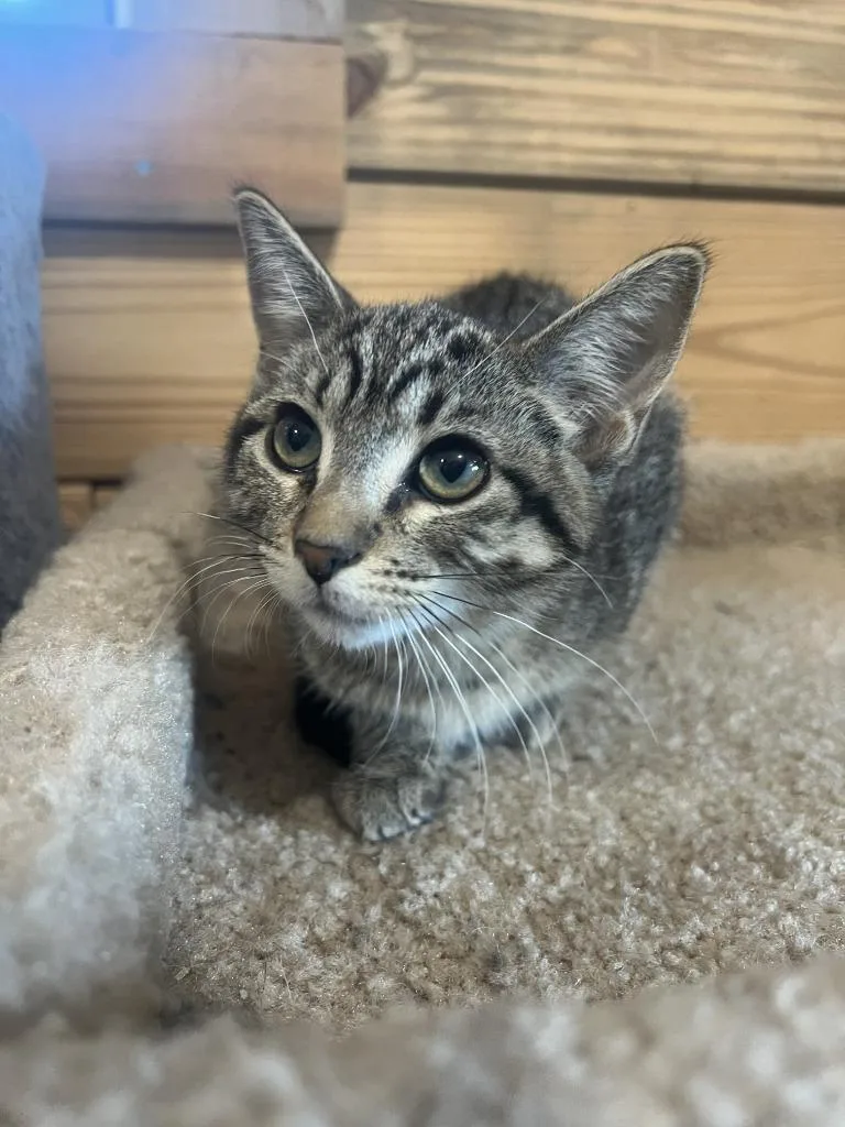 A baby medium-sized female Domestic Short Hair cat named Hermione for adoption in St. Cloud, MN
