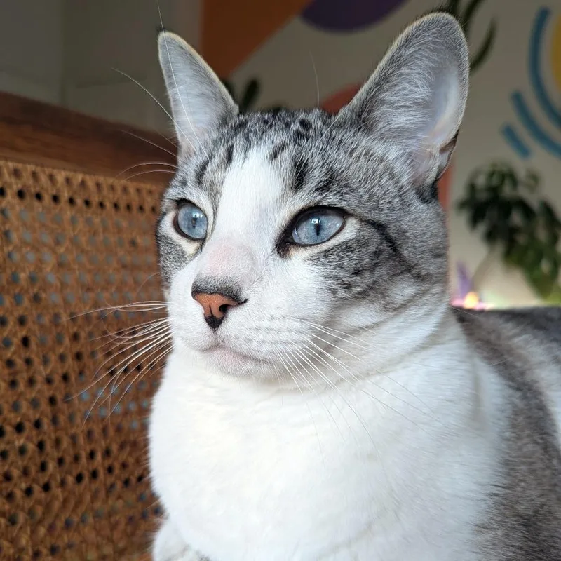 An adult small-sized male White Domestic Short Hair cat named Bluey for adoption in Austin, TX
