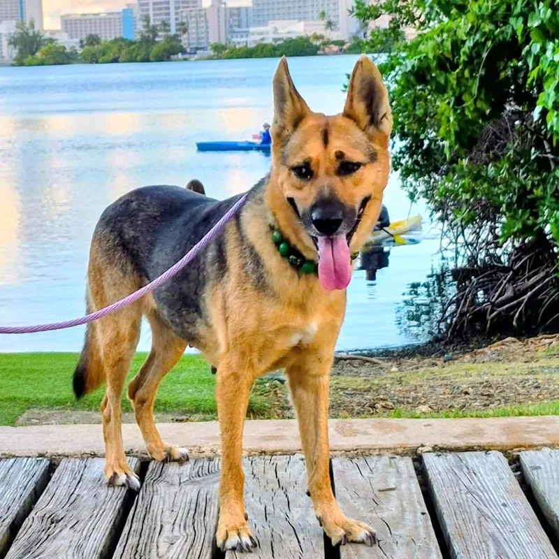 Ema "pure Love." thumbnail 2