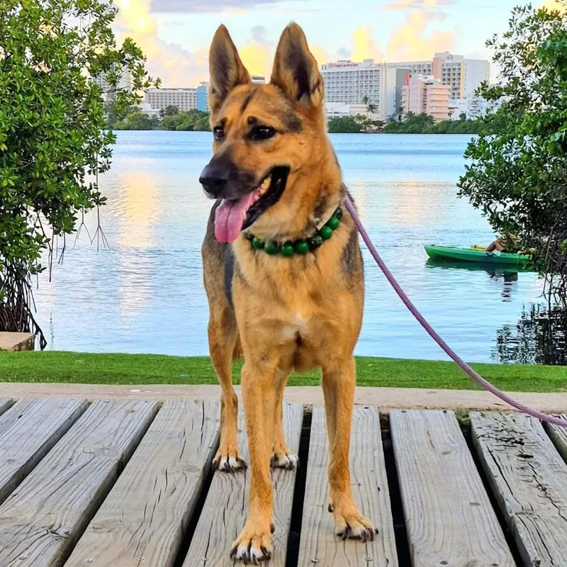 Ema "pure Love." thumbnail 3