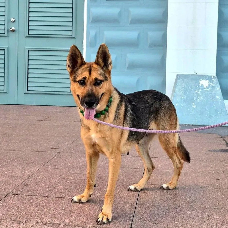 Ema "pure Love." thumbnail 4