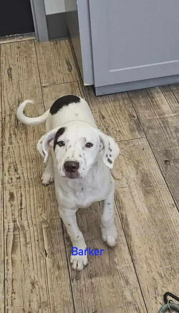 A baby small-sized male Tricolor (Brown, Black, & White) Hound dog named Barker for adoption in Norfolk, MA