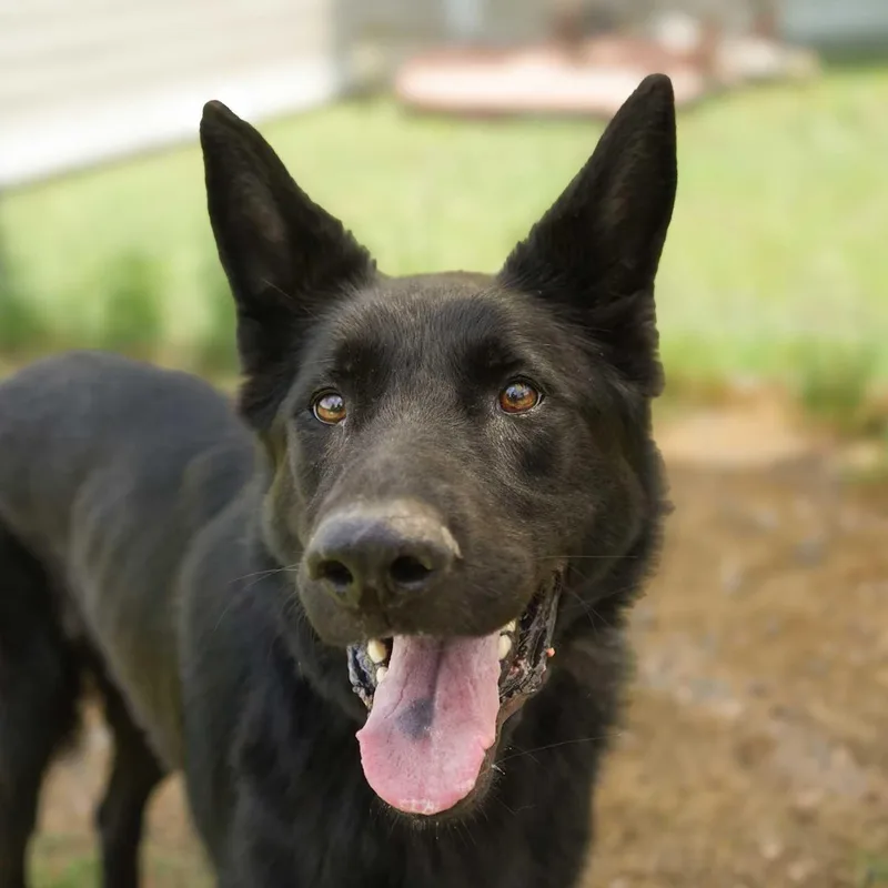 An adult large-sized male Black German Shepherd Dog dog named Zeke for adoption in Aiken, SC