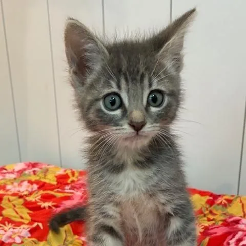 A baby small-sized male Gray / Blue / Silver Domestic Short Hair cat named Alfie for adoption in Los Angeles, CA
