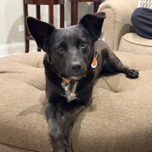 An adult small-sized female Labrador Retriever dog named Winona for adoption in Lincolnshire, IL