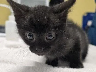 A baby small-sized male Black Domestic Short Hair cat named CA  Wozza for adoption in Glen Allen, VA