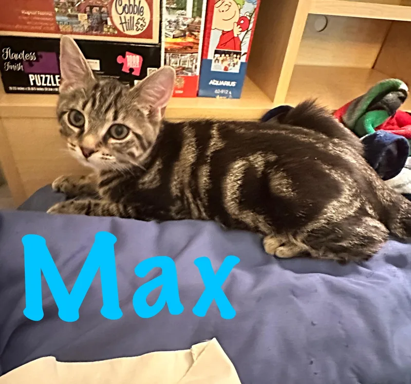 A young medium-sized male Tabby (Brown / Chocolate) Domestic Short Hair cat named Max for adoption in Prince Frederick, MD