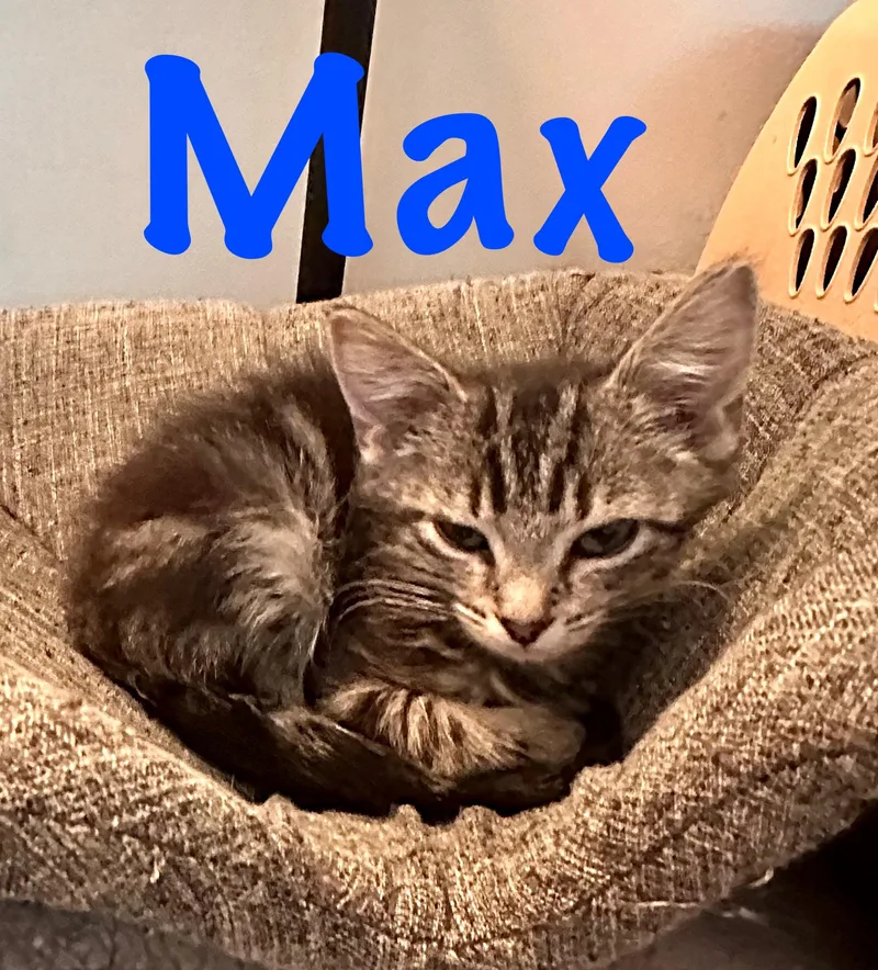 Max thumbnail 3