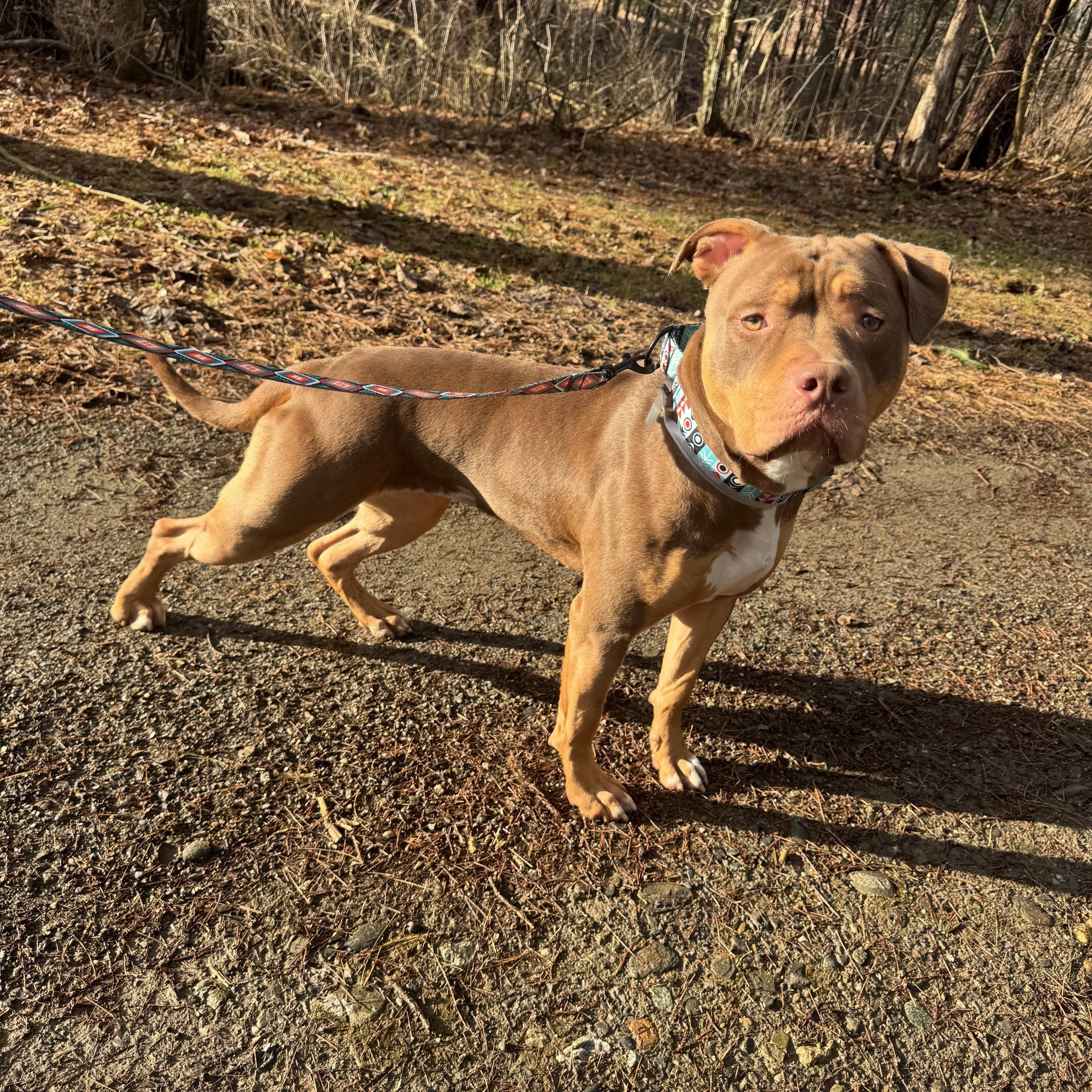 An adult large-sized female Sable Mixed Breed dog named Princesa for adoption in Vassalboro, ME