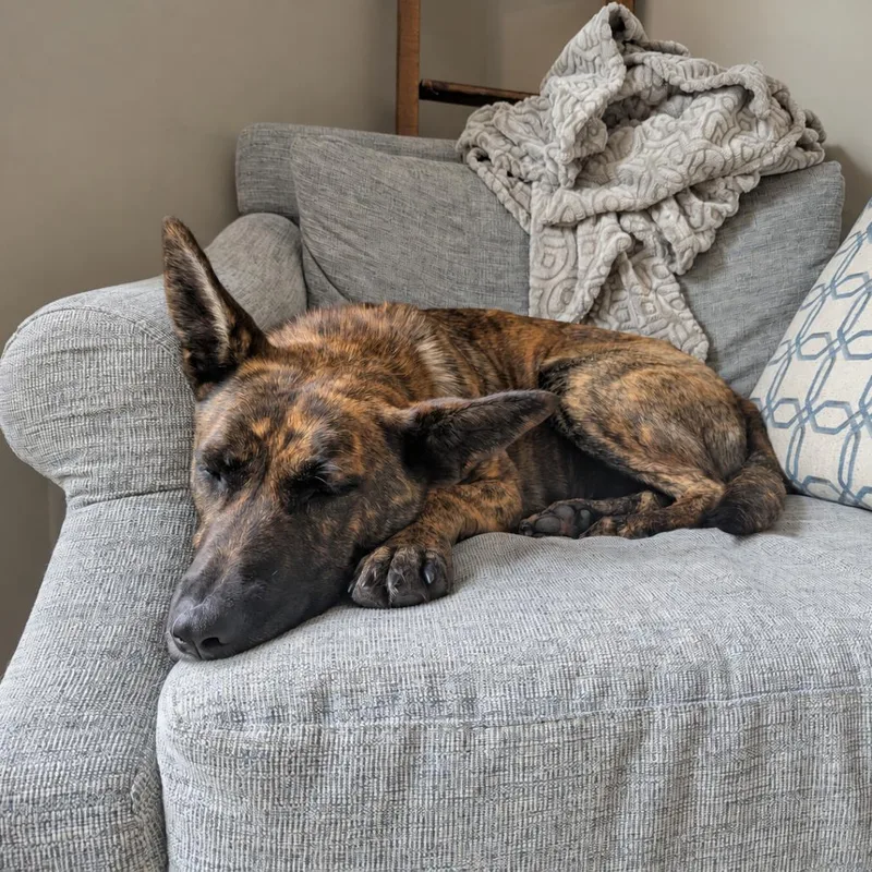 An adult large-sized female Brindle Dutch Shepherd dog named Hanalei D for adoption in Minnetonka, MN