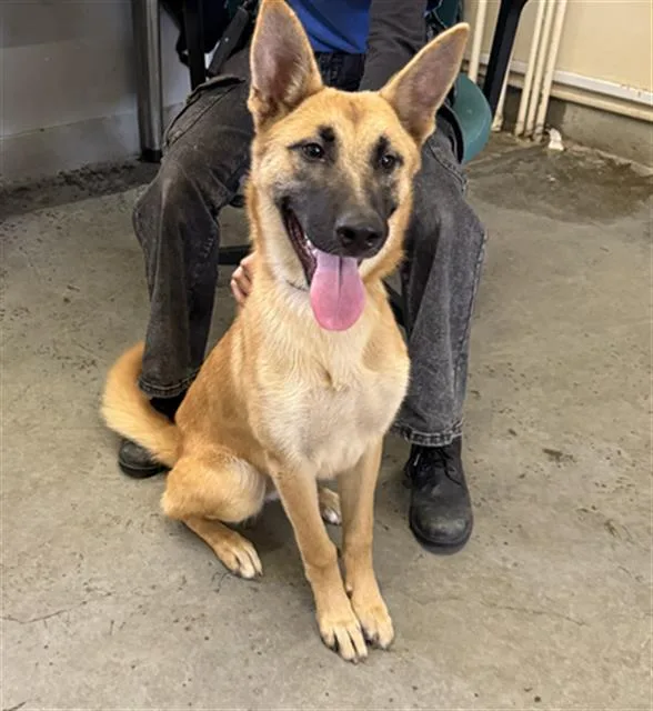 A young large-sized female German Shepherd Dog dog named Frida for adoption in Camarillo, CA