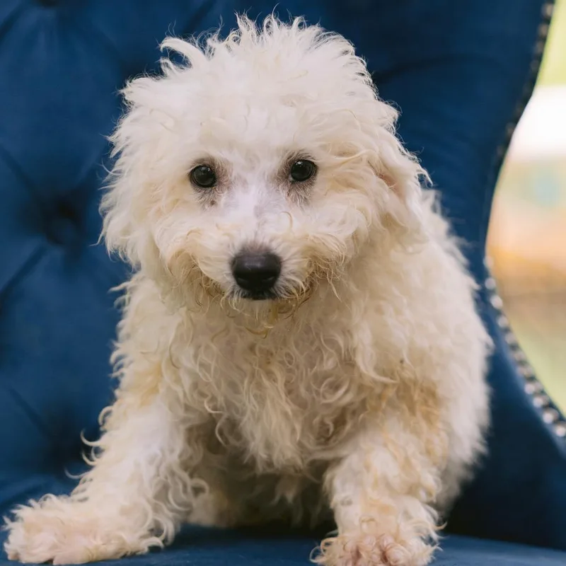 A baby small-sized male Bichon Frise dog named Angel Hill for adoption in Zionsville, IN