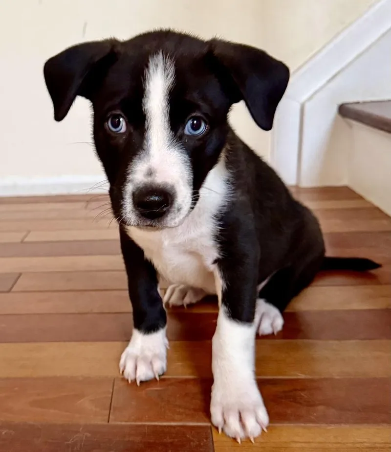 A baby large-sized female Tricolor (Brown, Black, & White) Labrador Retriever dog named Omega for adoption in Greenlawn, NY