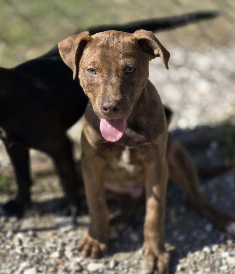 A young medium-sized male Mixed Breed dog named Aladdin for adoption in Chatsworth, GA