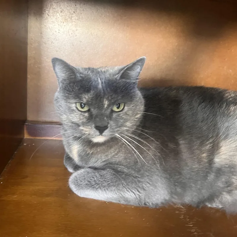 An adult large-sized female Tortoiseshell Domestic Short Hair cat named Maisie for adoption in Las Vegas, NV