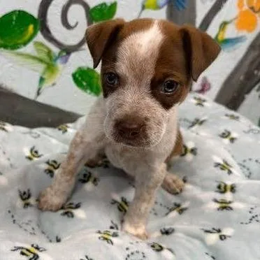 A baby small-sized male Red / Chestnut / Orange Cattle Dog dog named Buck for adoption in Hattiesburg, MS