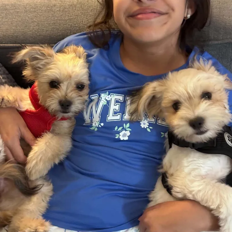 A young small-sized female Shih Tzu dog named Lily Alardin for adoption in Houston, TX