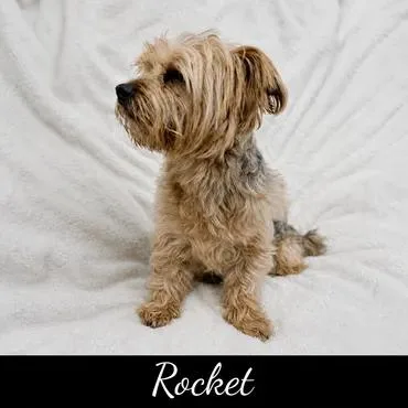 Rocket