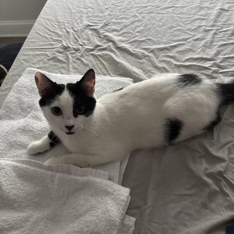 A young medium-sized male Black & White / Tuxedo Domestic Short Hair cat named Lilo for adoption in Easley, SC