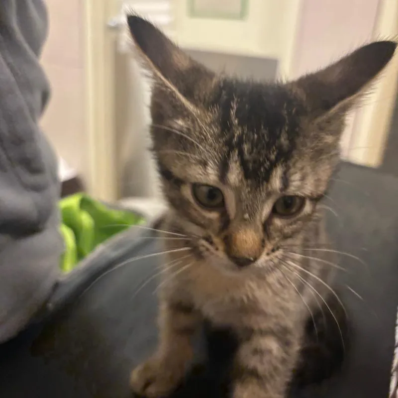 A baby small-sized female Orange / Red Domestic Short Hair cat named Hehe for adoption in Chicago, IL